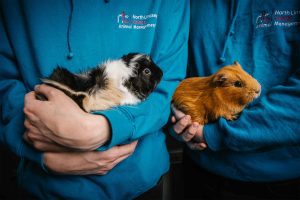 Close up of two people stood side by side wearing blue uniform hoodies, and holding a guinea pig carefully each