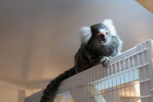 Animal Management Department Celebrates Arrival of New Marmoset