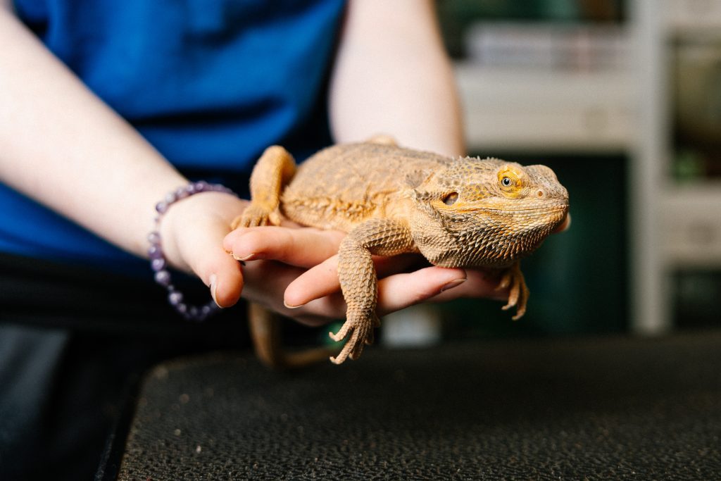 Animal Management - Image 6