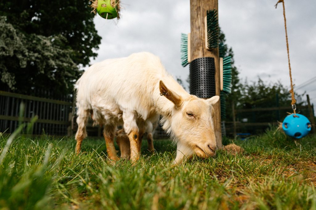 Animal Management - Image 5